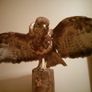 BUZZARD bird of pray Image 7