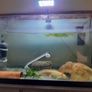 Axolotl X 2 , 200 litre tank and stand Image 4