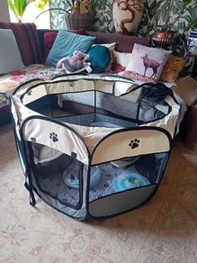 kitten start kit