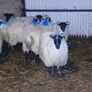 Mule ewe lambs Image 7