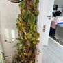 plant with pot and tall moss Image 2