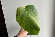 Monstera Aurea