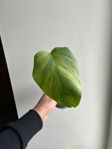 Monstera Aurea