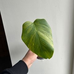 Monstera Aurea