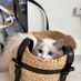 ragdollcloset