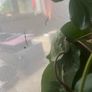 Stick Insects Image 4