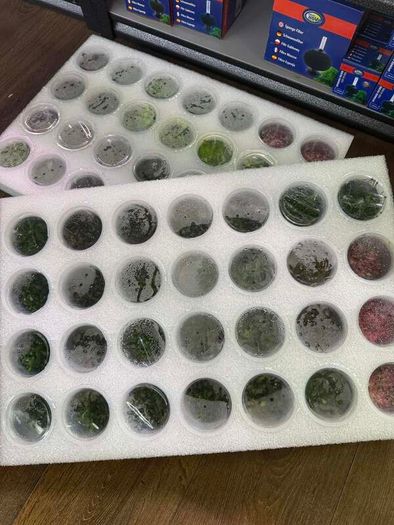 Aqua-Art Bucephalandra, Anubias ect aquarium in vitro plants