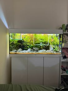 Fish Tank And stand with fish and plants