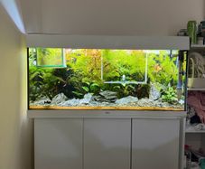 Fish Tank And stand with fish and plants