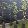Mountain ash trees 5ft+ tall ..! Image 6