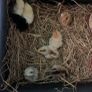 Hen Eggs Image 3