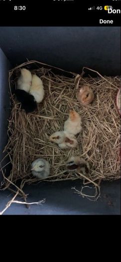 Hen Eggs