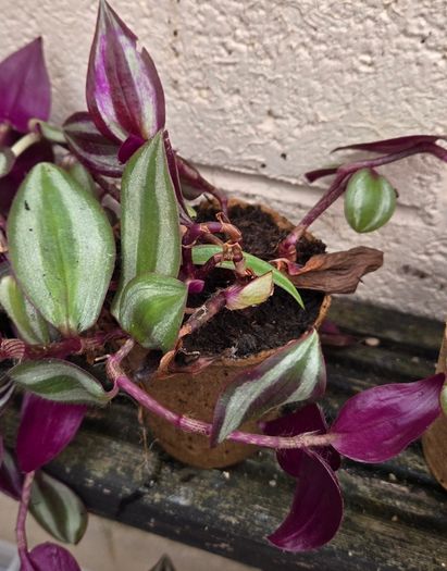 Inch Plant