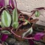 Inch Plant Image 3