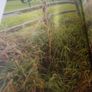 Irish Racing Post Annual 1915 Image 4