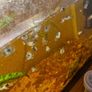 Blue Acara cichlid Image 3