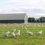 1M X 20M Green Wire Mesh Fencing  PVC Coated 100 x 100mm Mesh Size 2.2mm Wire Diameter Galvanized Wire Fence Roll Image 6