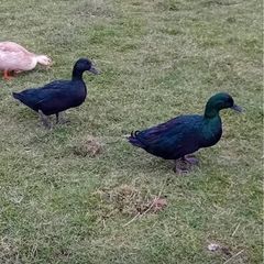 Black East Indian drake for sale