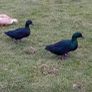3 geese and a gander for sale Image 7