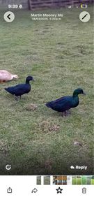 Black East Indian drake for sale