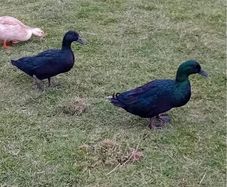 Black East Indian drake for sale