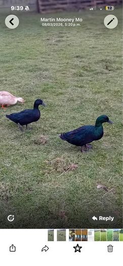 Black East Indian drake for sale