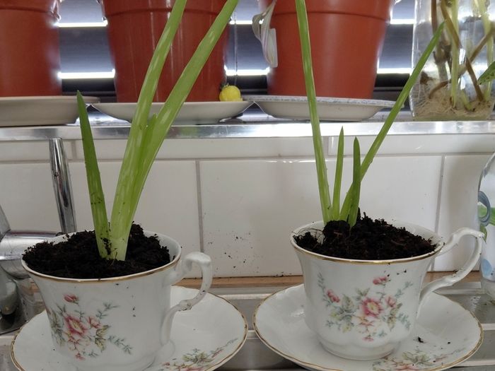Aloe vera plants wirh Arpo fine China cups and saucers.