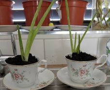 Aloe vera plants wirh Arpo fine China cups and saucers.