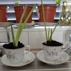 Aloe vera plants wirh Arpo fine China cups and saucers.