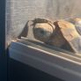 Riversong and Oogway Image 4