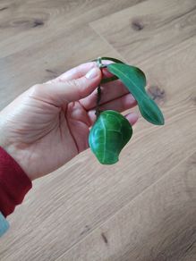 Hoya Elliptica
