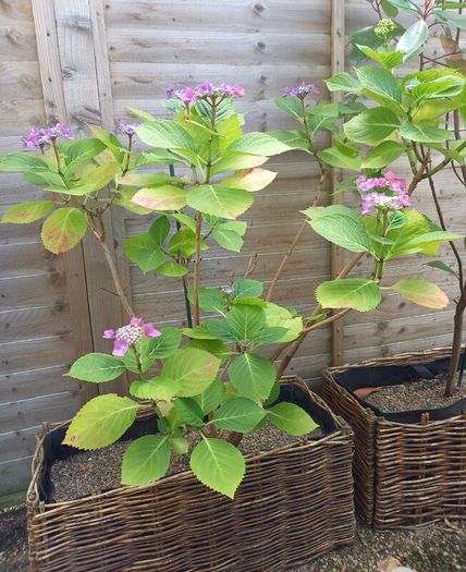 Hydrangea