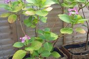 Hydrangea