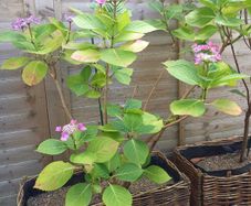 Hydrangea