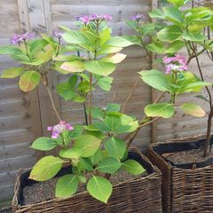 Hydrangea