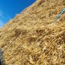 Straw , barley & weaten Image 5