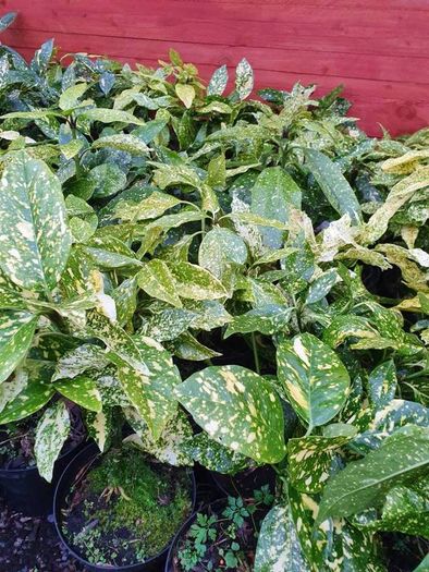 Large Plants and Shrubs