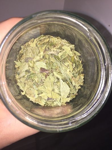 Dream Herb - Calea Zacatechichi  (40 grams, dried leaf)