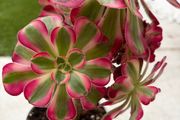 Aeonium "Pink witch"