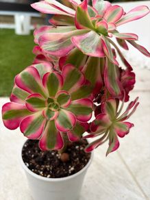 Aeonium "Pink witch"