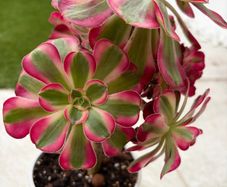 Aeonium "Pink witch"