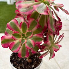 Aeonium "Pink witch"