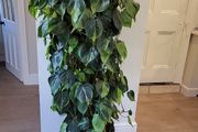 Philodendron Scandens Brasil