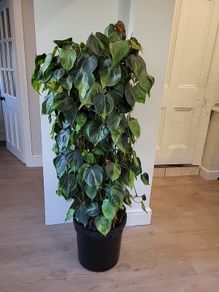 Philodendron Scandens Brasil