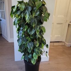 Philodendron Scandens Brasil