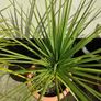 Palm tree Image 2