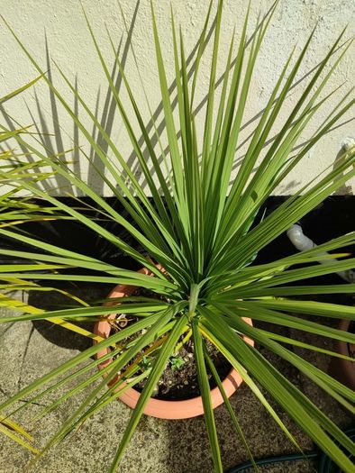 Palm tree