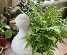 ceramic duck planter