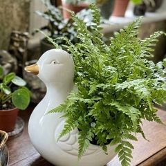 ceramic duck planter