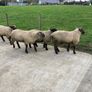 Rams Image 9